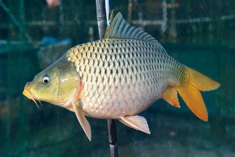 小鯉魚飼養 中國23個省